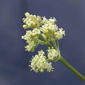 Valeriana_ciliata