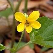 Viola_pubescens